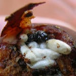 stenoma_cotesia_in_avocado_seed.jpg