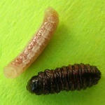 stenoma_emerged_macrocentrus_larva.jpg