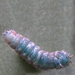 stenoma_ventral_side_of_5th_instar.jpg