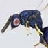 ucrcent00439138_orasema_coloradensis_habitus_edf-small.jpg