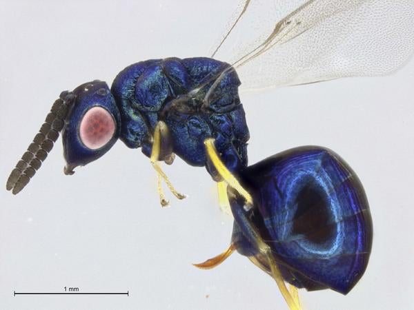 ucrcent00439138_orasema_coloradensis_habitus_edf.jpg
