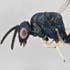 ucrcent_00437137_orasema_coloradensis_habitus-small.jpg
