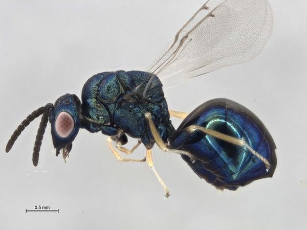 ucrcent_00437137_orasema_coloradensis_habitus.jpg
