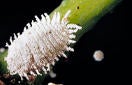 vine_mealybug_thumb.jpg 