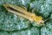 western_flower_thrips_75.jpg