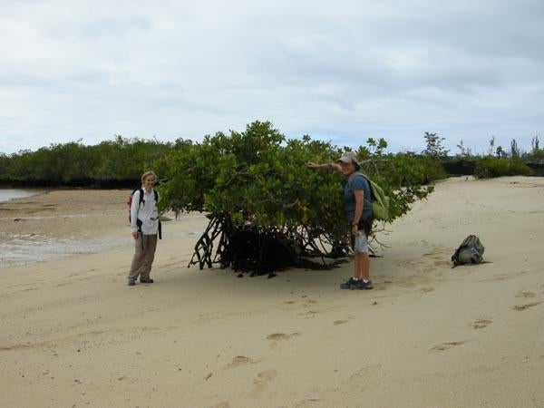 white_mangrove_inspection.jpg