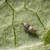 Bean thrips on bean leaf - Adult (c) Mike Lewis, UCR