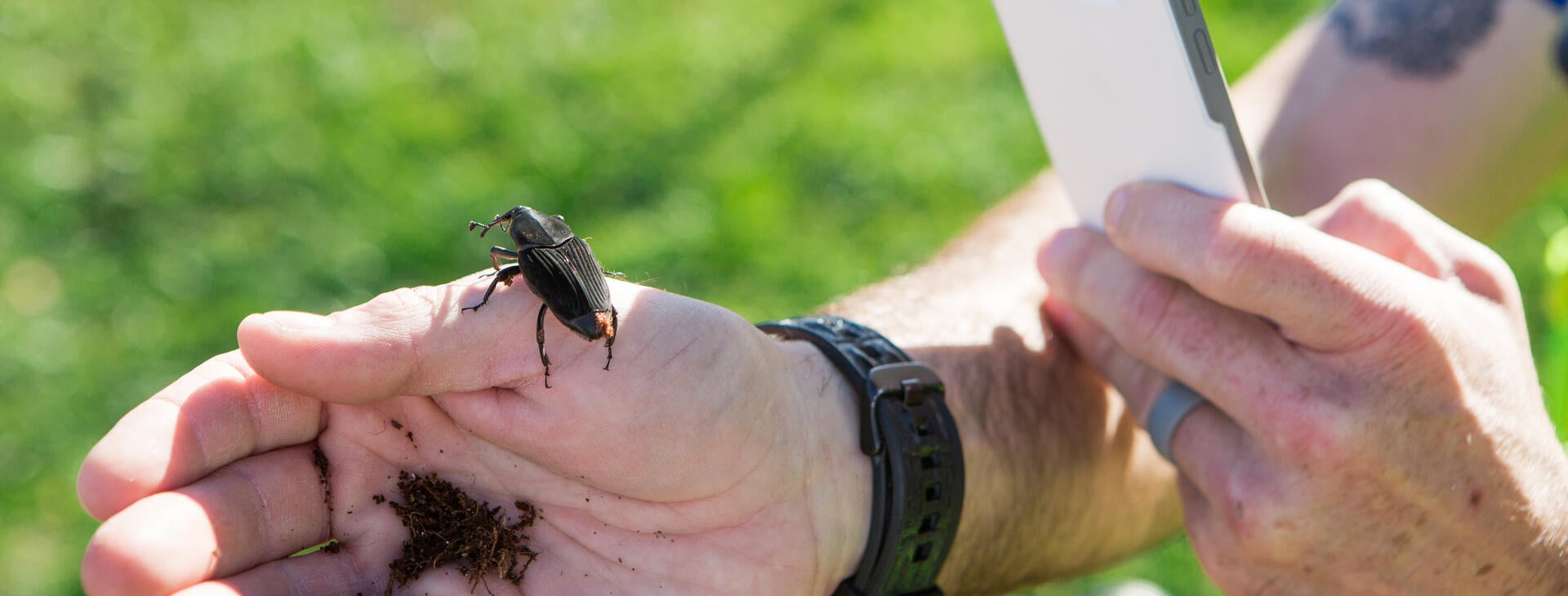 South American Palm Weevil