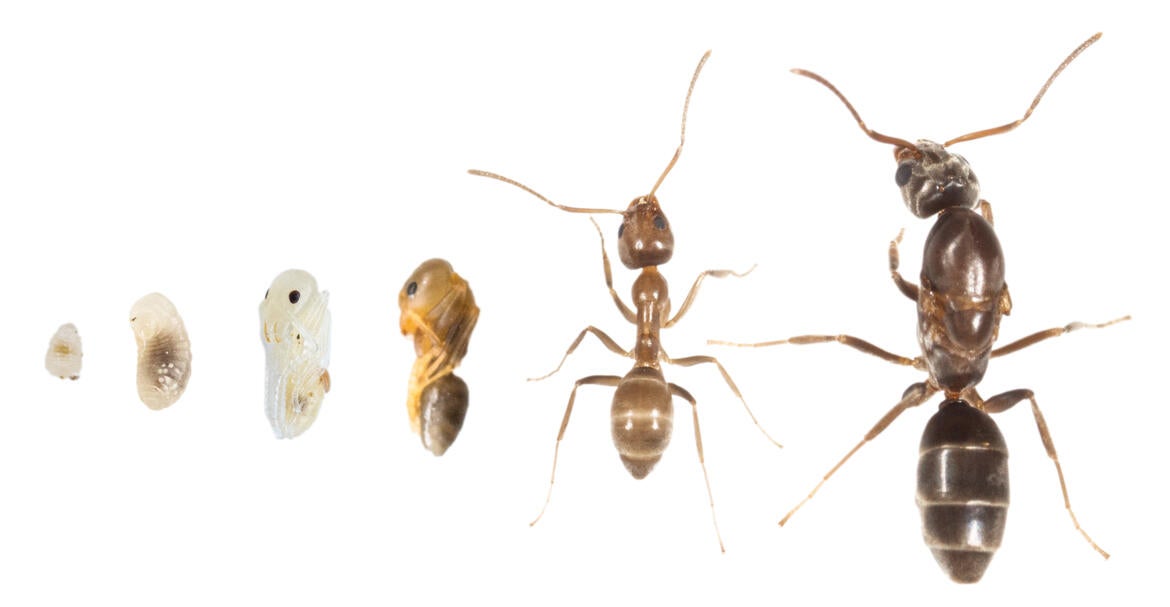 Argentine Ant Lifecycle