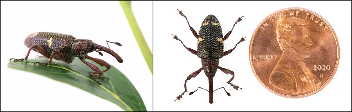 Adult Avocado Seed Weevils