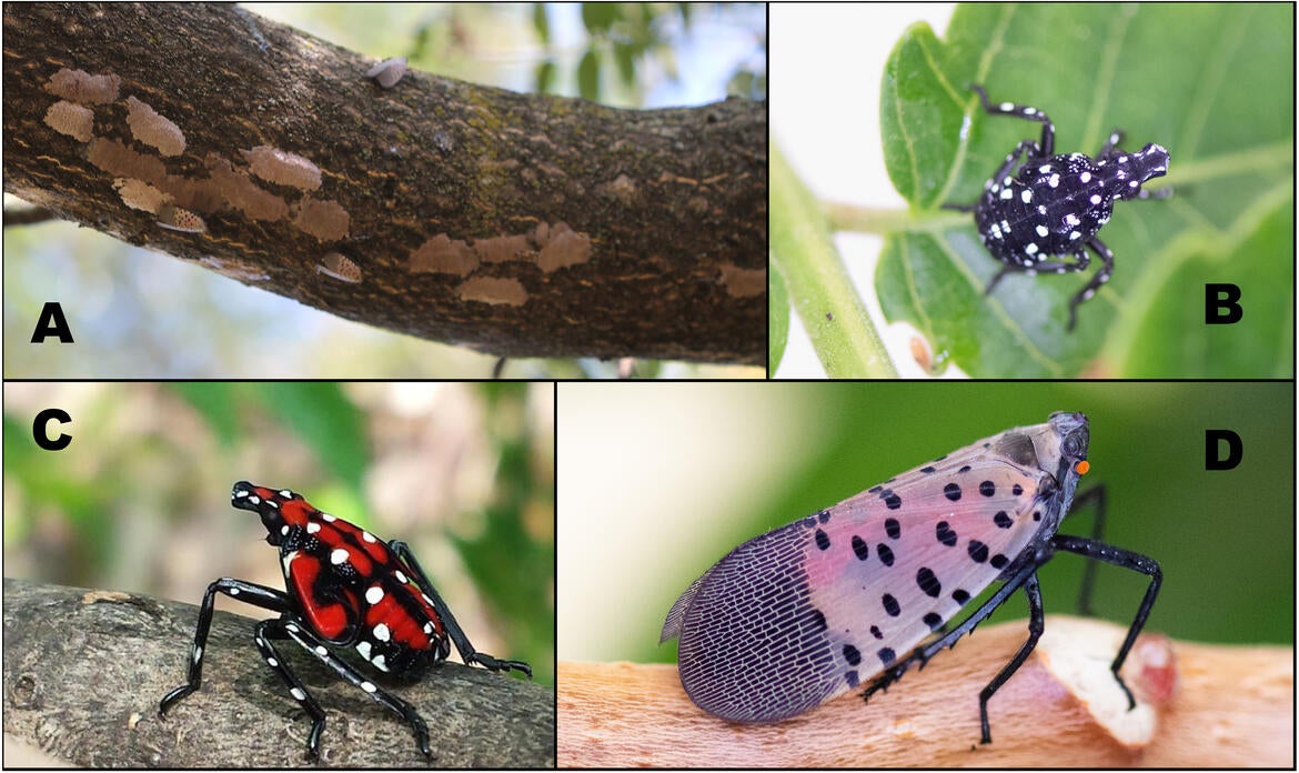 Spotted Lanternfly collage