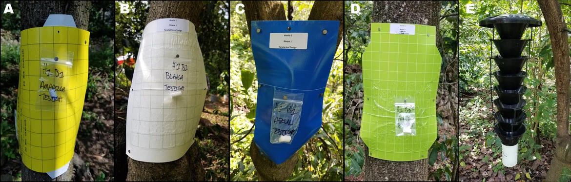 Weevil Traps