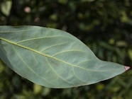 avacado_leaf_healthy-0832.jpg