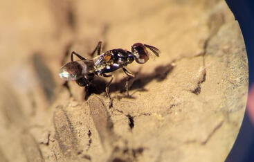 egg parasitoid (Anastatus sp.) 
