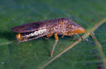 Glassy Winged Sharpshooter Applied Biological Control Research
