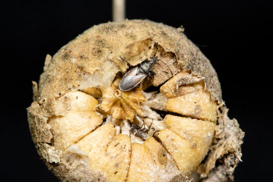Cotton Seed Bug