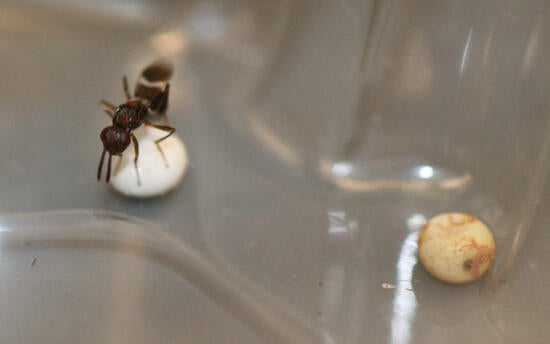 Adult female orientalis