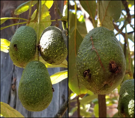 Damaged Avocados