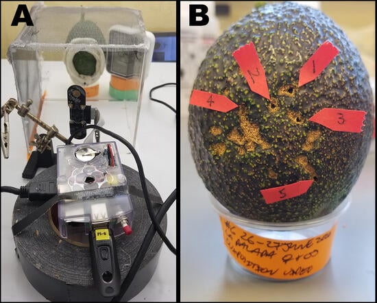 Documenting Weevil Emergence in the lab