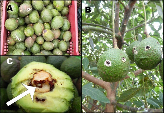 Signs of Damaged Fruit