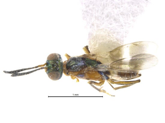 Female Anastatus sp