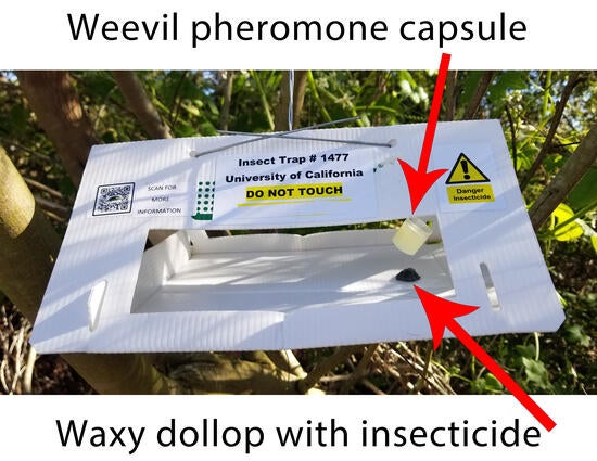 Palm Weevil Trap Diagram