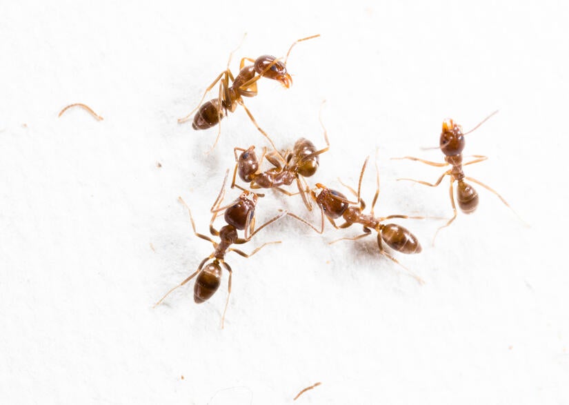 Argentine ants - interspecific aggression between colonies