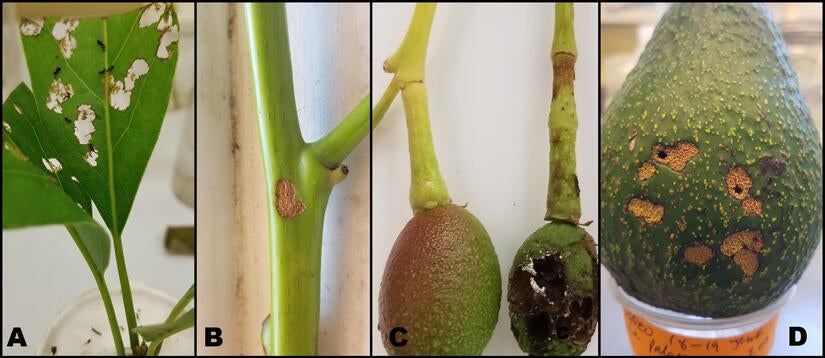 Weevil feeding damage on Avocados