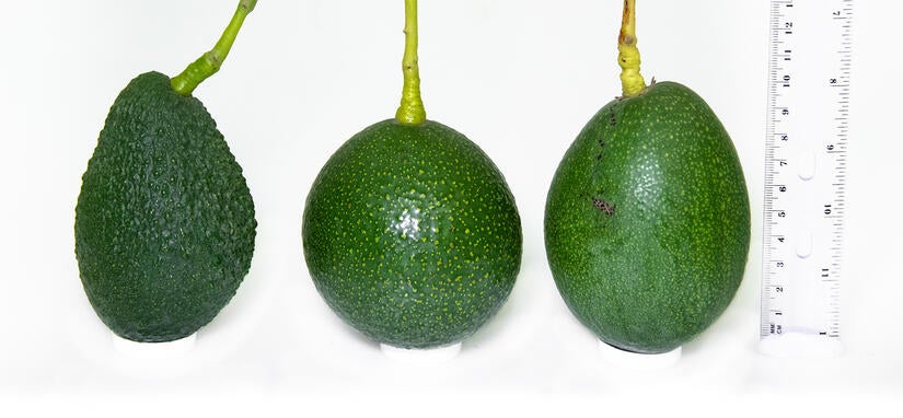 Avocados