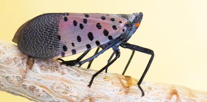 Spotted Lanternfly Adult