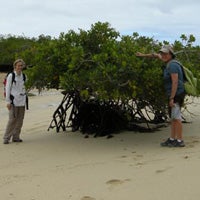 white_mangroves_inspection_small.jpg