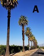 canary-palm-vic-ave-low-res.jpg