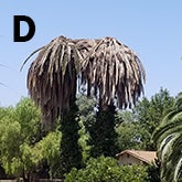 double-dead-palms-acacia-ave-aug-2018-low-res.jpg
