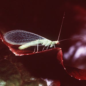 lacewing_small.jpg