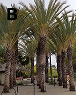 ornamental-date-palms-low-res.jpg