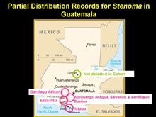 partial_distribution_records_stenoma_guatemala_300.jpg
