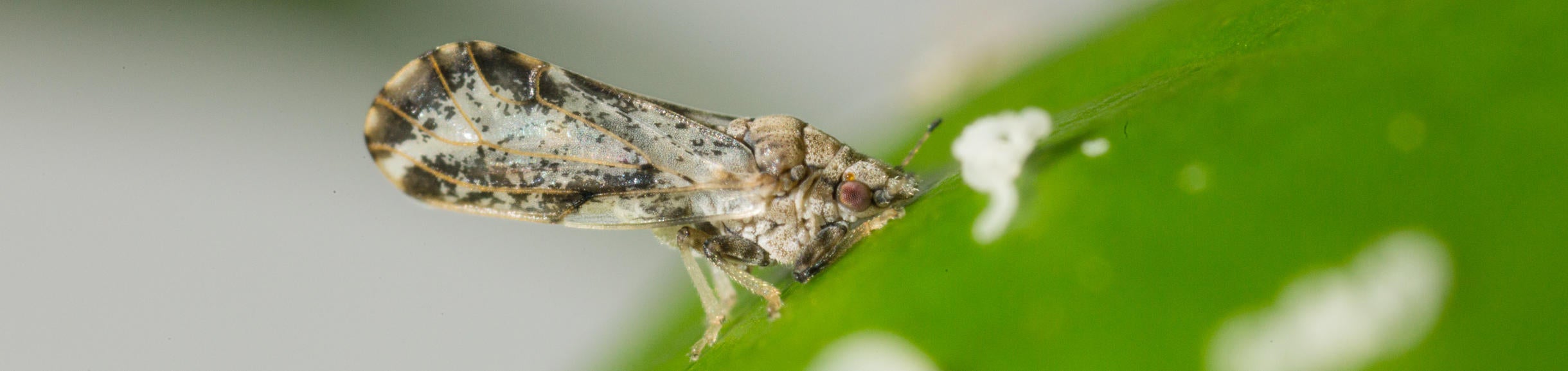 Asian Citrus Psyllid Applied Biological Control Research