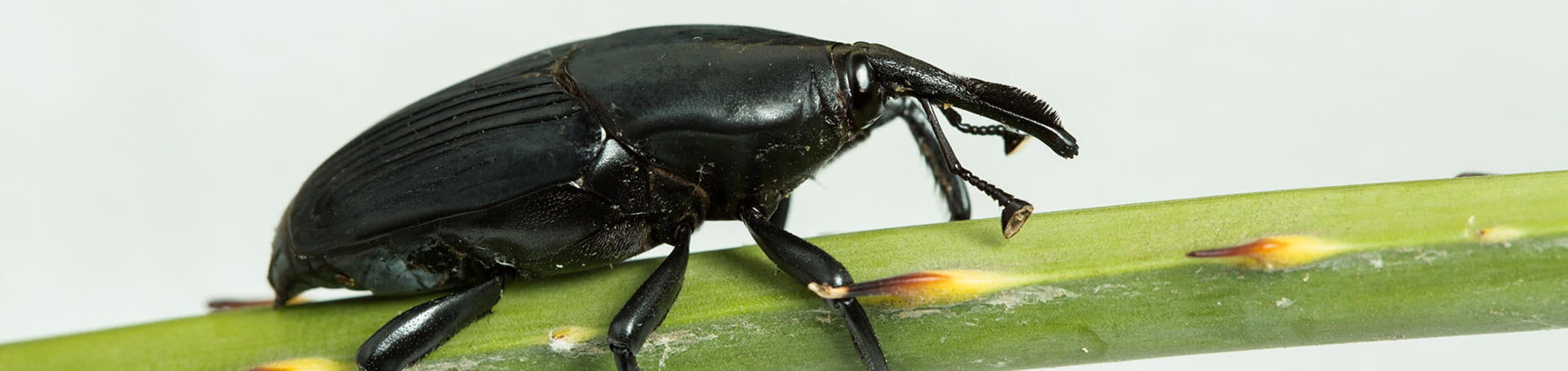 South american palm weevil