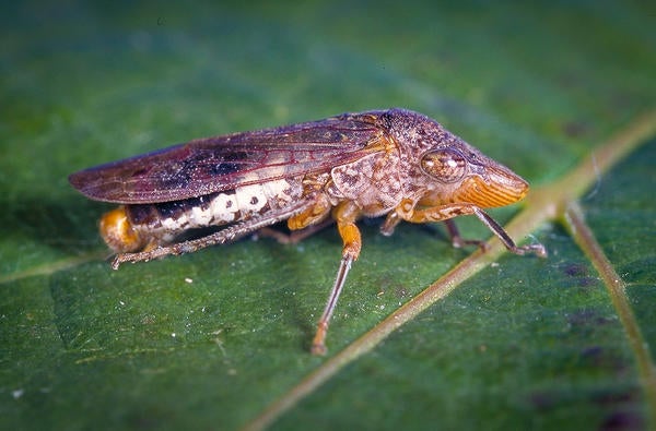 Glassy winged sharpshooter | Applied Biological Control Research