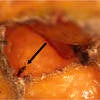 Dead bean thrips inside a navel orange subjected to varying cold stress regimens