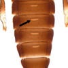 Figure 2. Sausage-shaped glands on the underside of the abdomen of a male bean thrips. Do these glands release an aggregation pheromone?