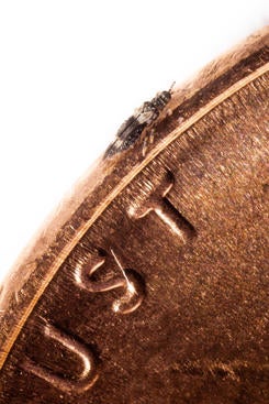 Bean thrips on a US penny Figure 1. Bean thrips are very small insects that are native to California.