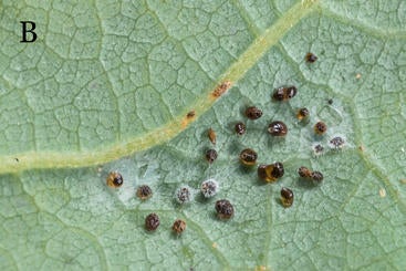 Avocado Lace Bugs