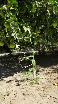 Thrips in orchard Figure 3. Do bean thrips fly from weeds growing on the orchard floor into overhanging citrus canopies to find overwintering sites?