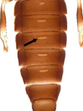 Glands of male bean thrips Figure 2. Sausage-shaped glands on the underside of the abdomen of a male bean thrips. Do these glands release an aggregation pheromone?