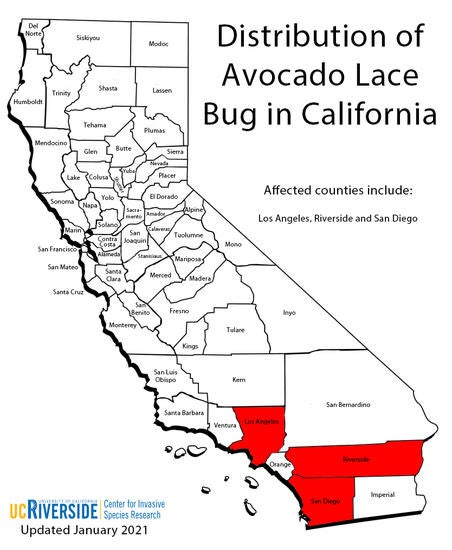 Distribution of Avocado Lace Bug