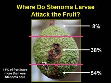 where_do_stenoma_larvae_attack_fruit_300.jpg